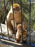 Gibraltar-11
