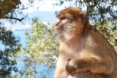 Gibraltar-21
