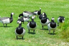 Katariina-Meripuisto-5